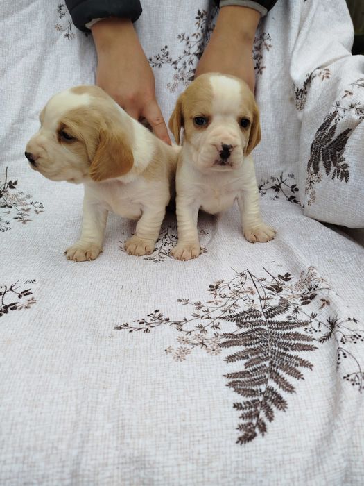 Beagle suczka bicolor tel.-5.7.5.3.0.2.0.3.9.