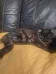 Kotka rasy Maine coon