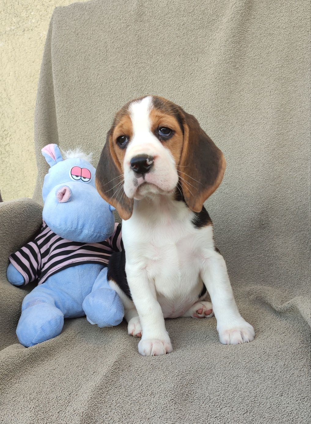 Szczeniak Beagle