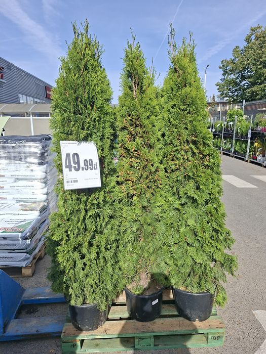 Sprzedam thuje szmaragd kopane 150 -180cm