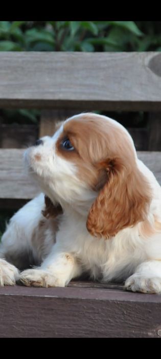 Кавалер Кінг Чарльз Спанієль дуже гарна порода