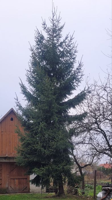 Віддам безкоштовно