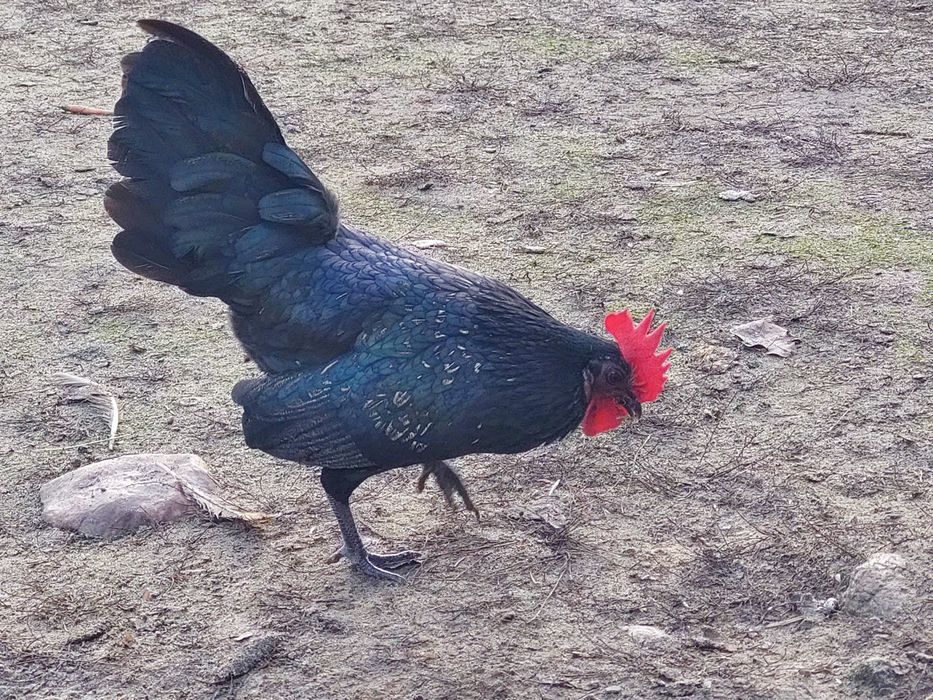 Kogut  z tego roku. Ozdoba podwórka