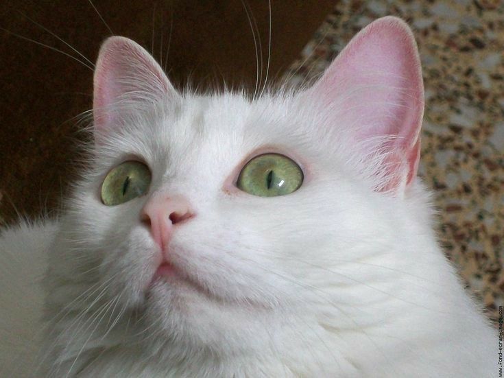 Кошка белая Бьянка