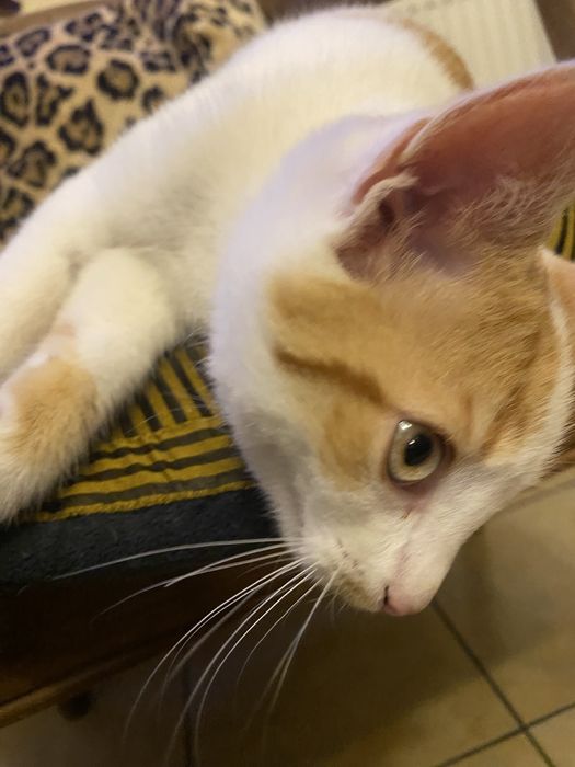 Kotek 6 miesięczny do adopcji