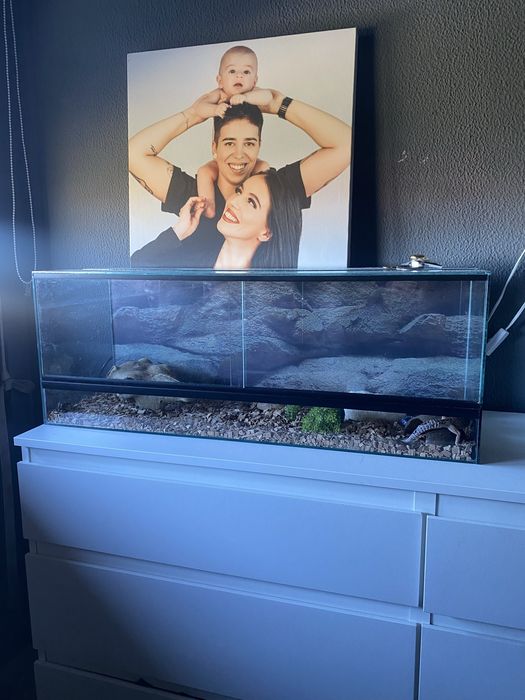 Terrario para eepteis