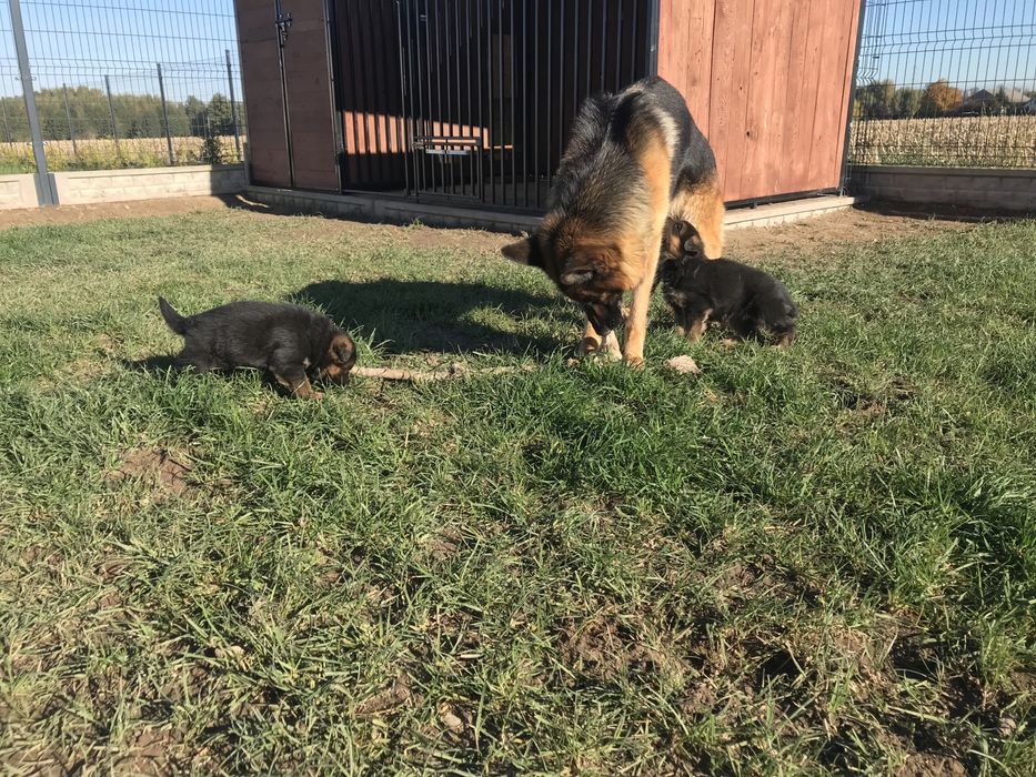 Szczeniaki Owczarek Niemiecki krotkowlosy FCI