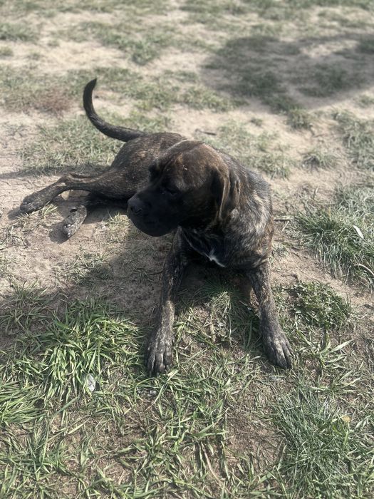 Cane Corso dorosła sunia