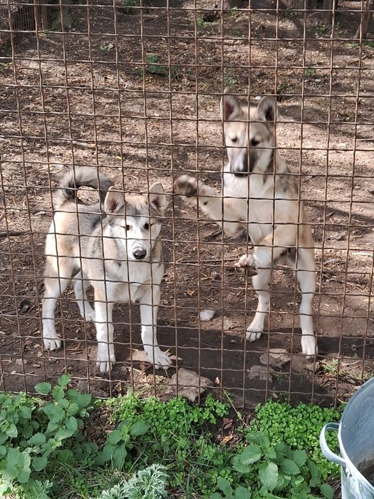 Цуценята західно-сибірської лайки щенки западно-сибирской лайки