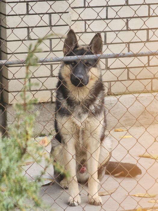Німецька вівчарка,пес 7міс,безкоштовно