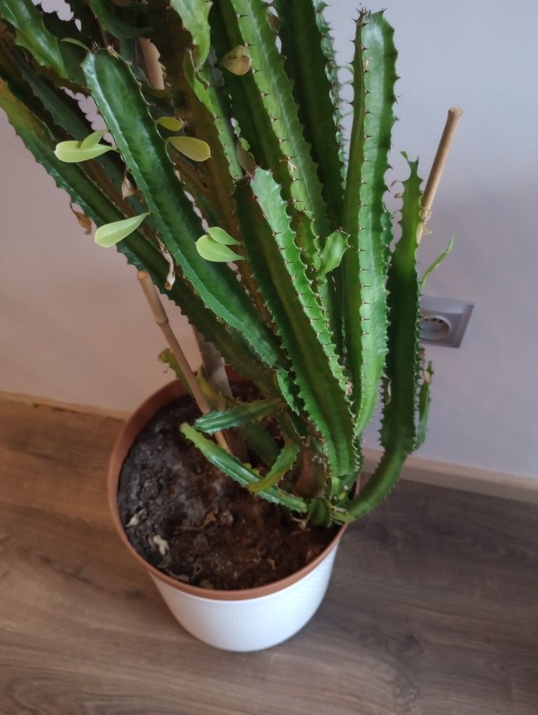Roślina doniczkowa kaktus wilczomlecz 140cm