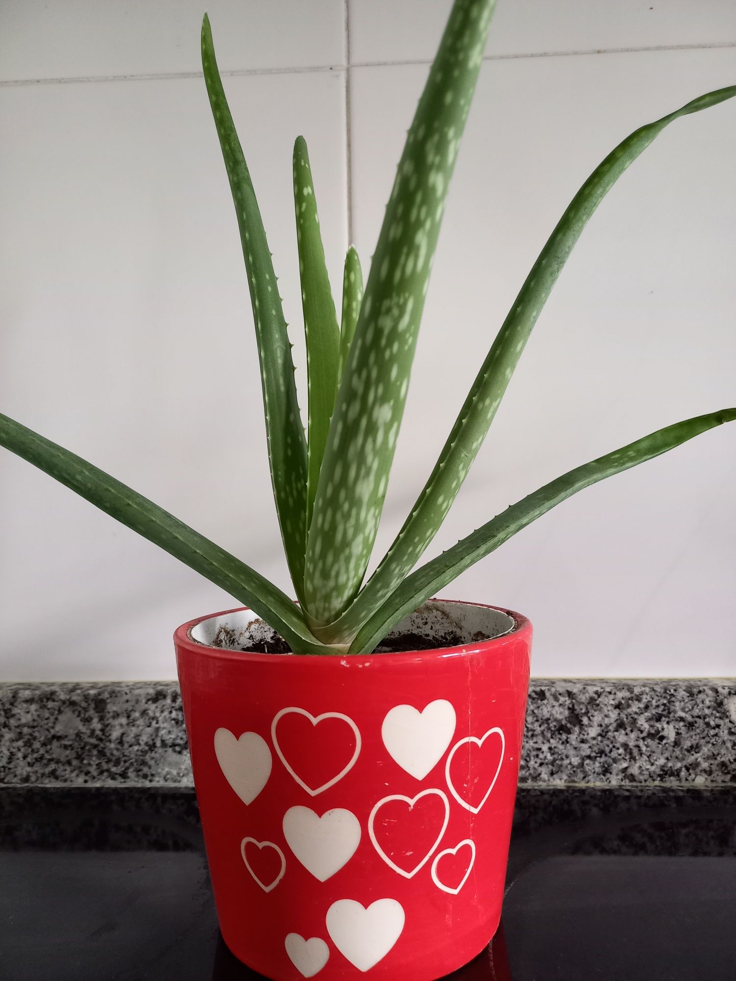 Planta Aloe Vera com Vaso decorativo