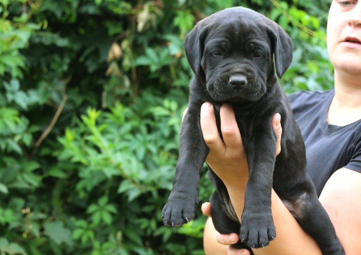 Cane Corso Italiano suczka ZKwP