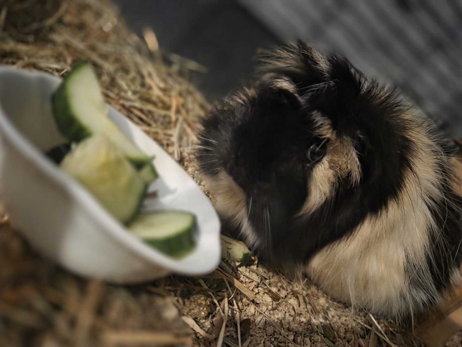 Oddam świnkę morską peruwianke