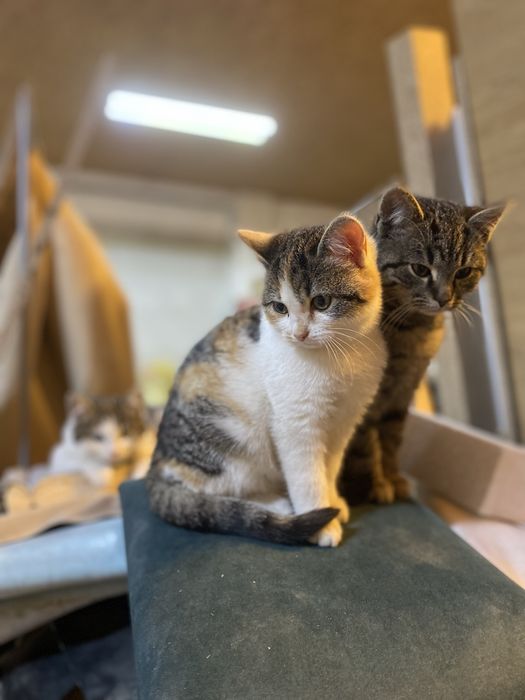 Oddam przyjazne kotki w dobre ręce