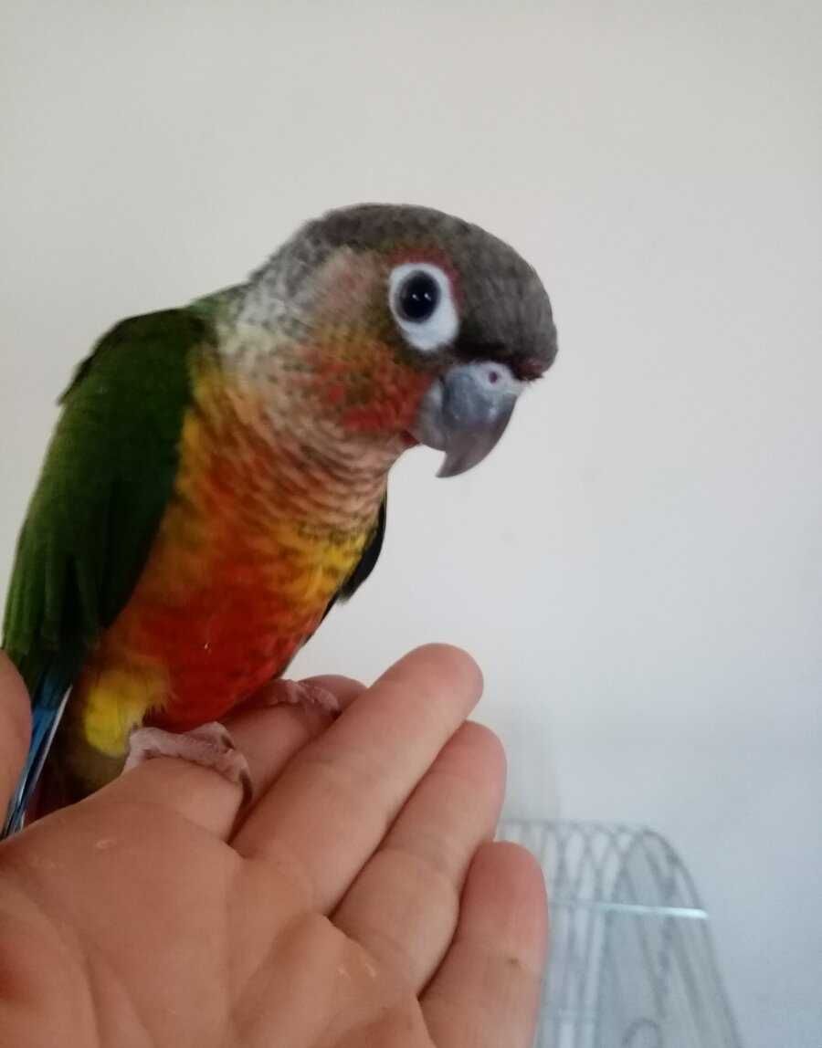 Красивейший малыш говорящего попугая Пиррура.