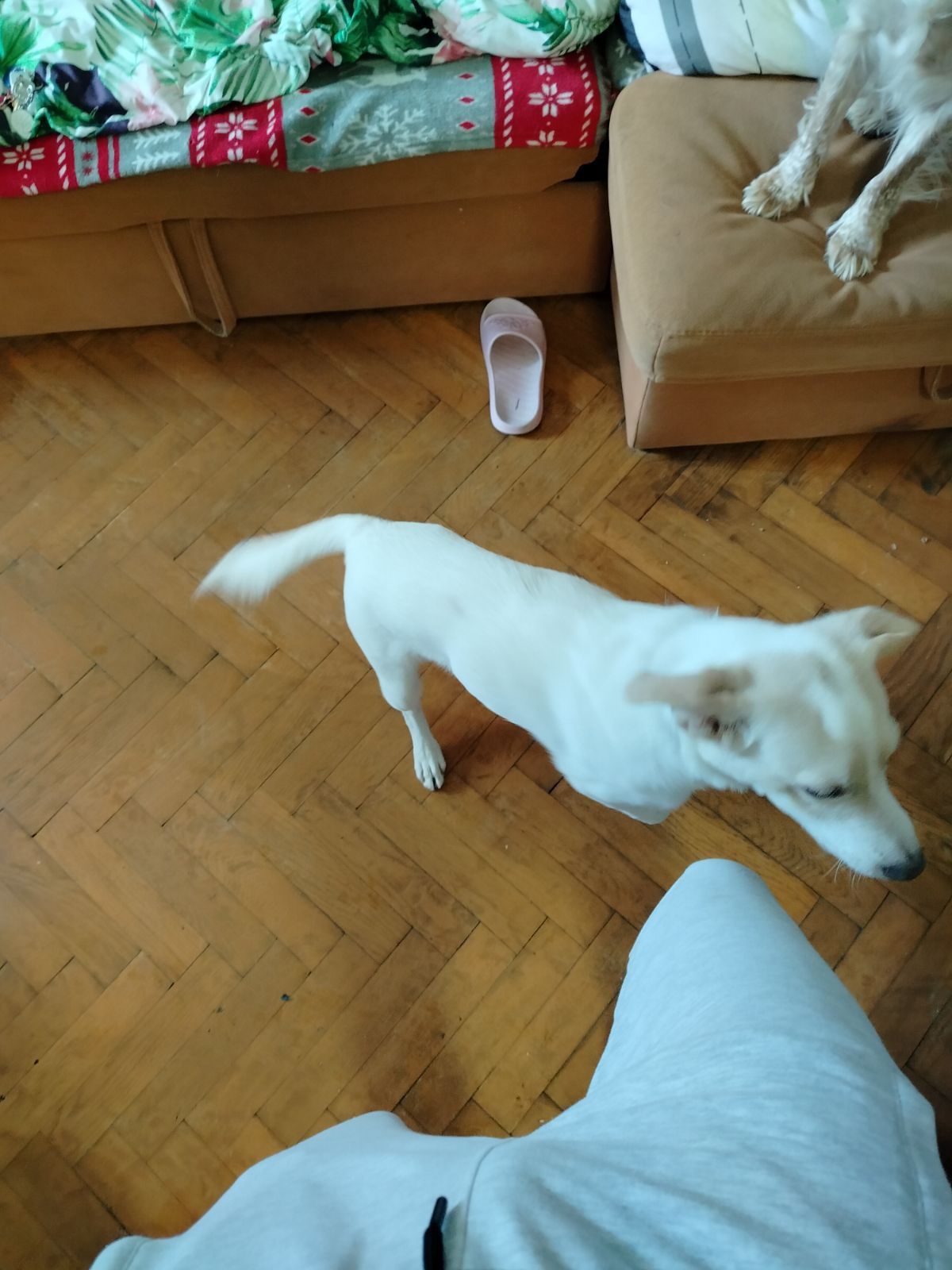 Do oddania w dobre ręce