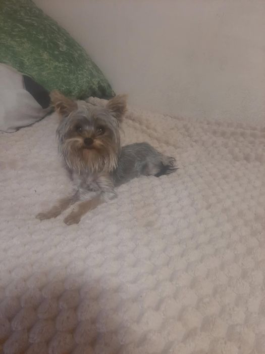 Sprzedam suczke tylko w dobre ręce