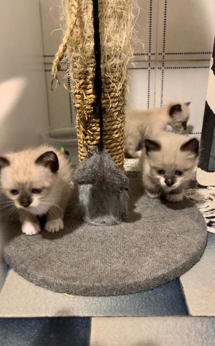 Gatinhos para adoção responsável