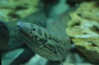 African LungFish Protopterus Annectens 37cm