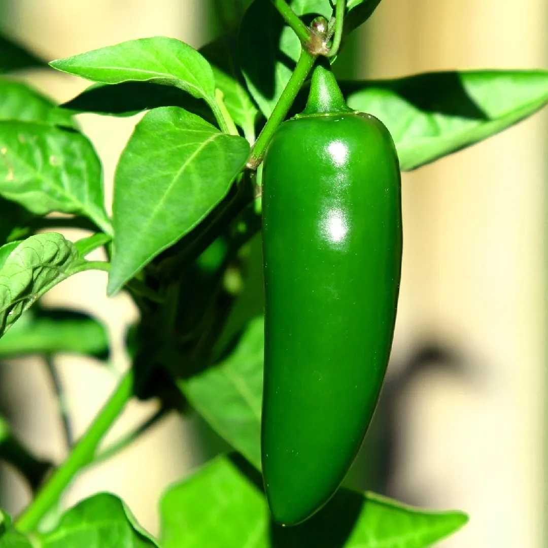 Venda de Malaguetas Jalapeño Frescas