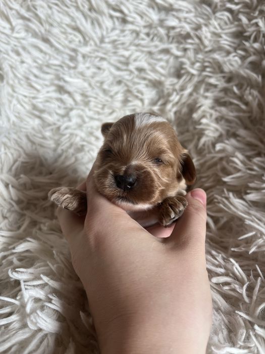 Wyjątkowy piesek cockapoo f1b mama cockapoo tata pudel toy red unikat