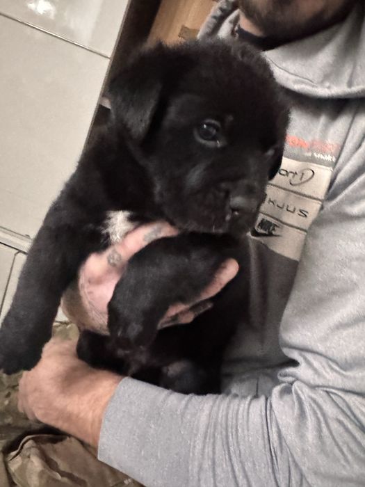 Do oddania szczeniaki labradora