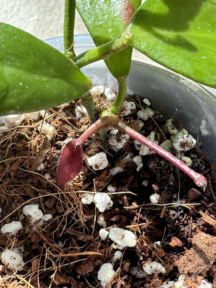 Hoya Flavida ukorzeniona