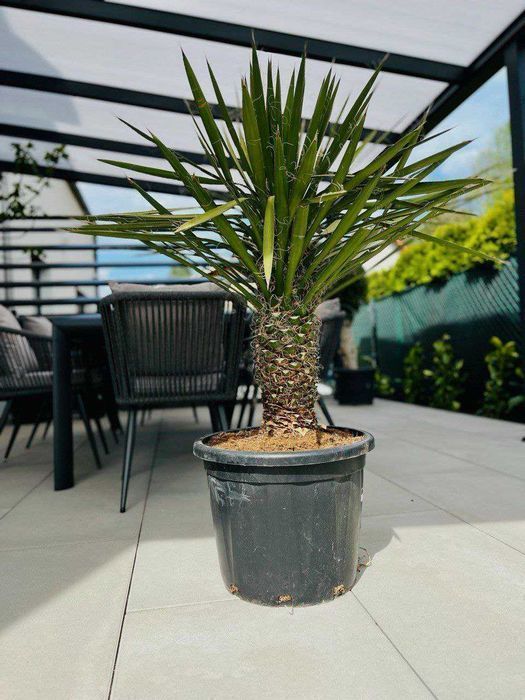 Yucca Rostrata - mrozoodporna roślina do ogrodu, domu, biura