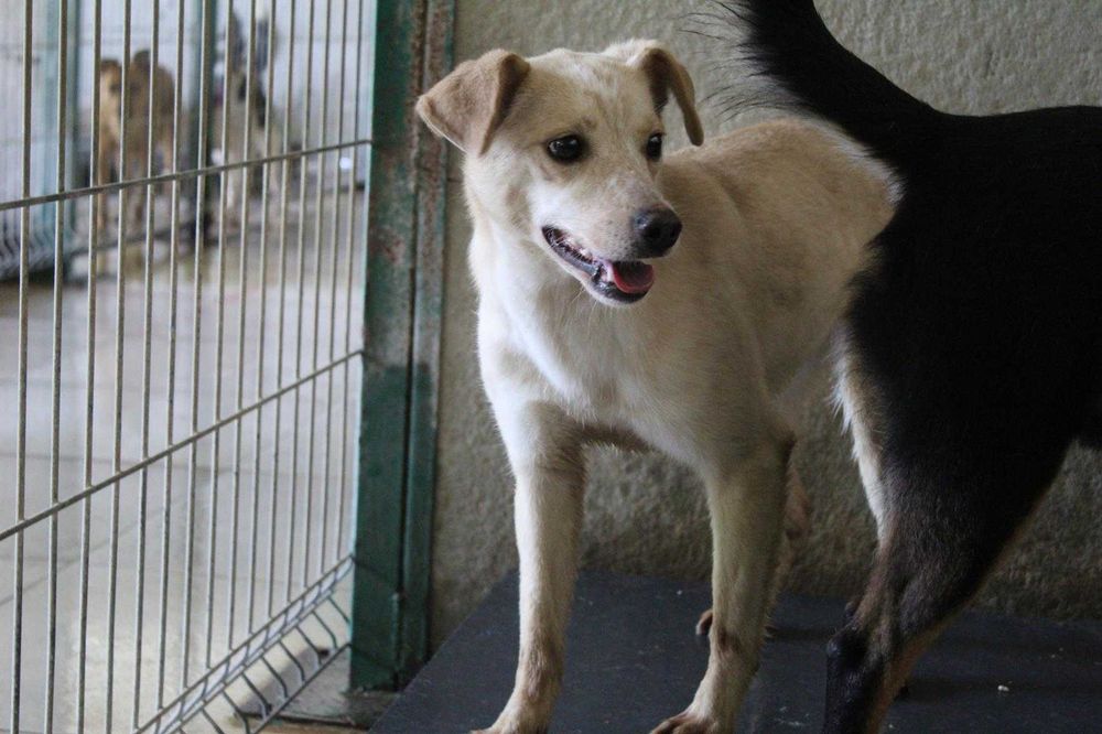 000886 Alina do adopcji