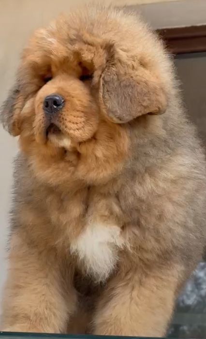 Mastif tybetański Zkwp Fci. Piesek