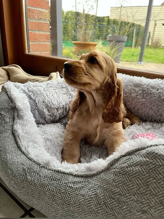 Англійський кокер-спаніель — дівчинка з м’якою поведінкою та доглядом