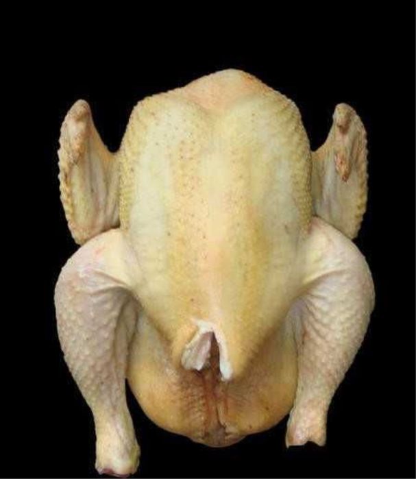 Kurczak tuszki brojlery swojskie