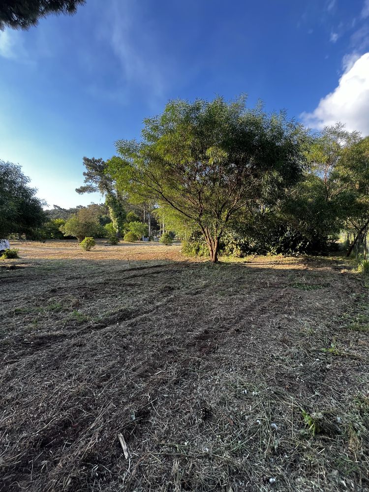 Limpeza de Terrenos - Corte de Árvores - Jardins