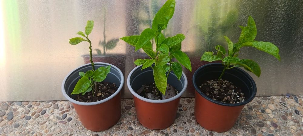 Planta maracujá roxo