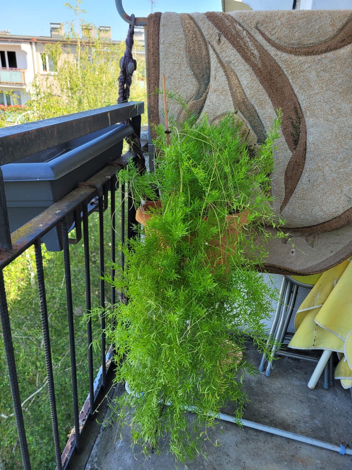 Asparagus doniczkowy. Duży.