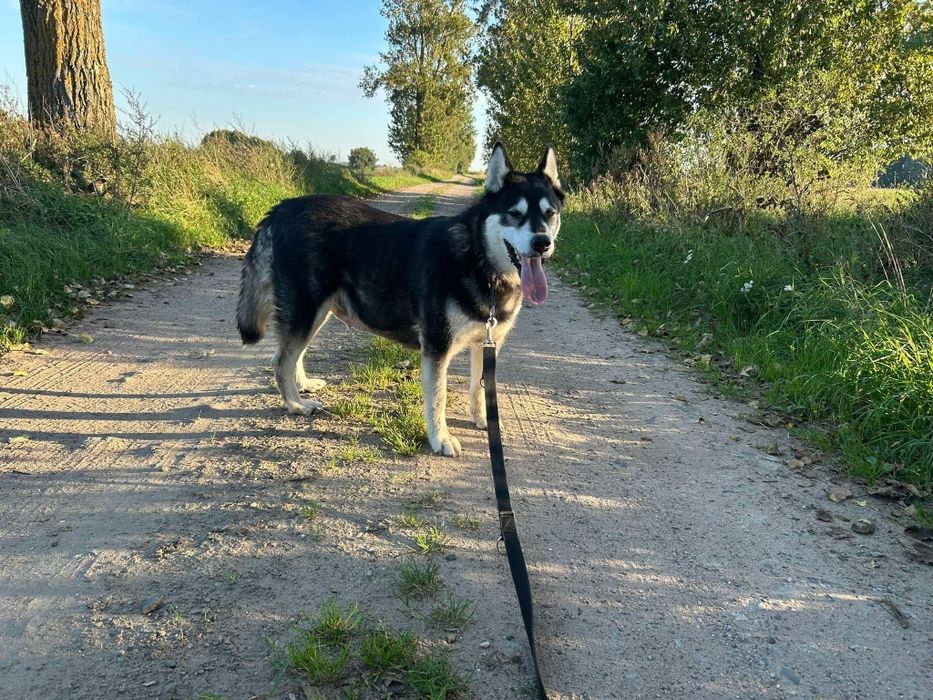 Pies w typie husky do adopcji!