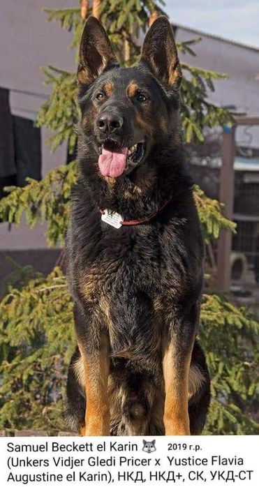 Немецкая овчарка кобель на вязку