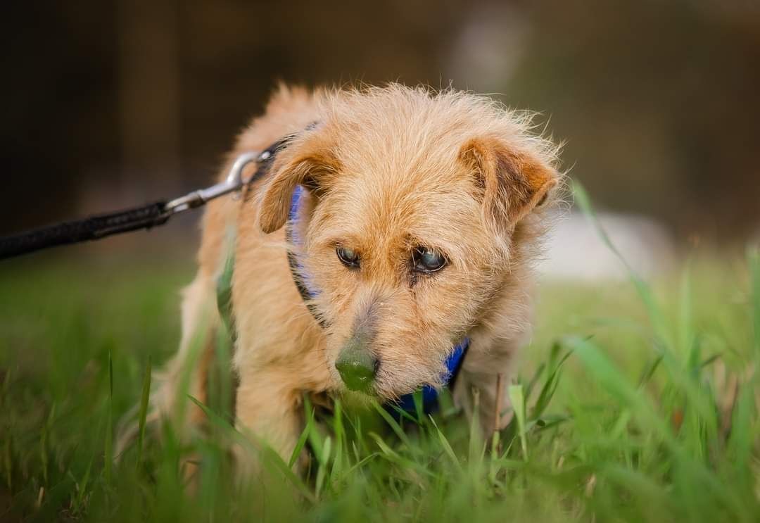 Mały beżowy pies w typie rasy Kromfohrländer szuka domu