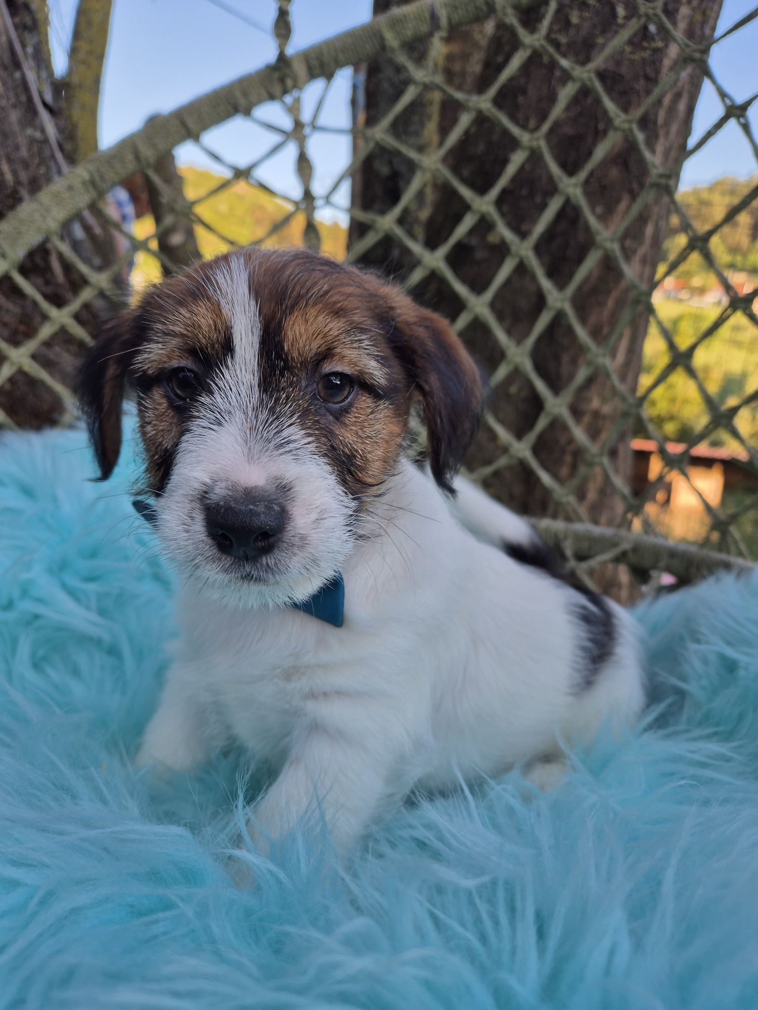 Jack Russel Terrier macho com RI