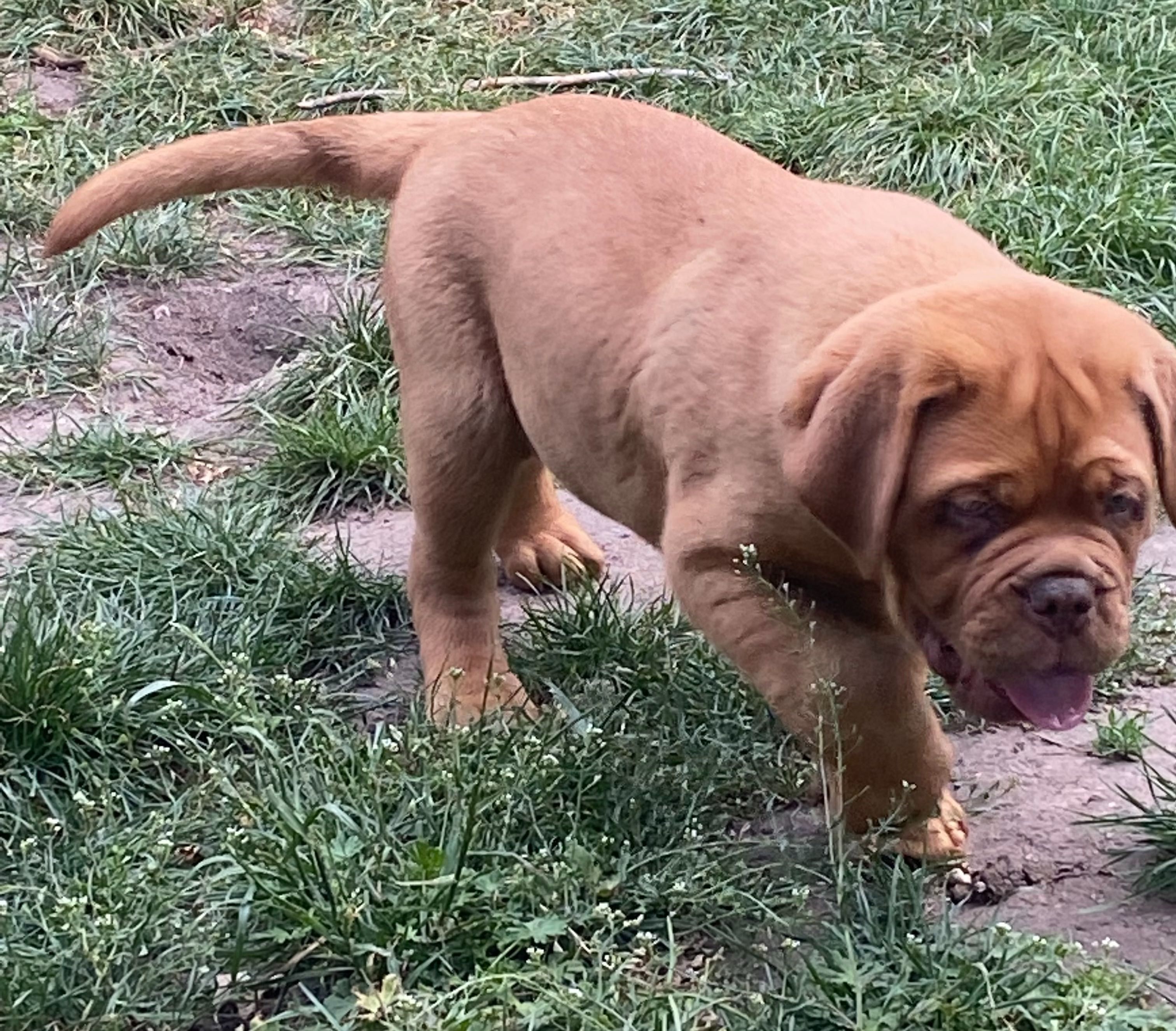 Dogue de Bordeaux