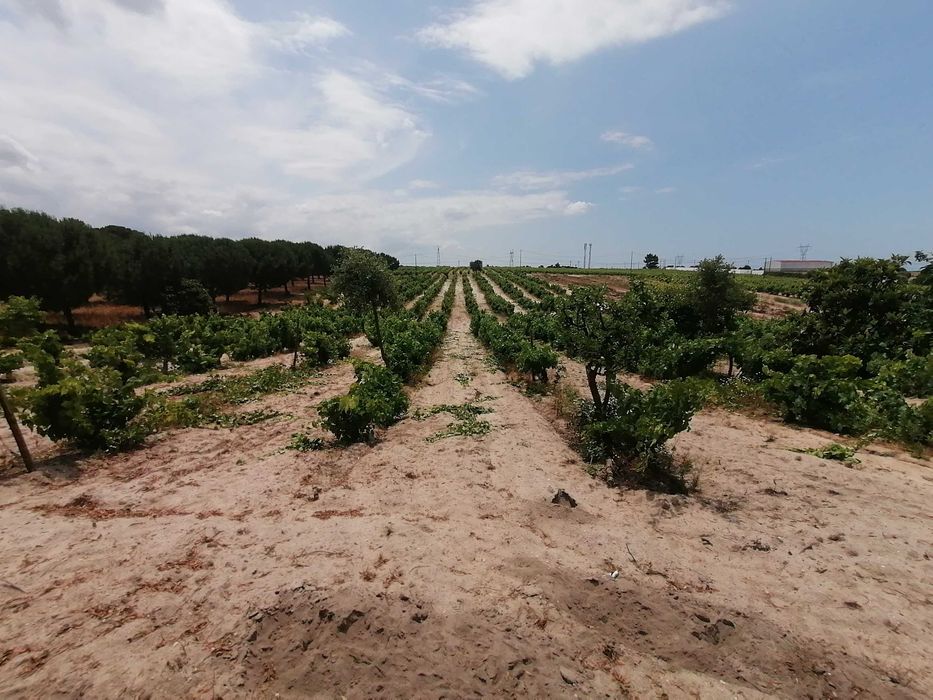 Terreno Rústico com 5.147 m2 - Cajados - Palmela
