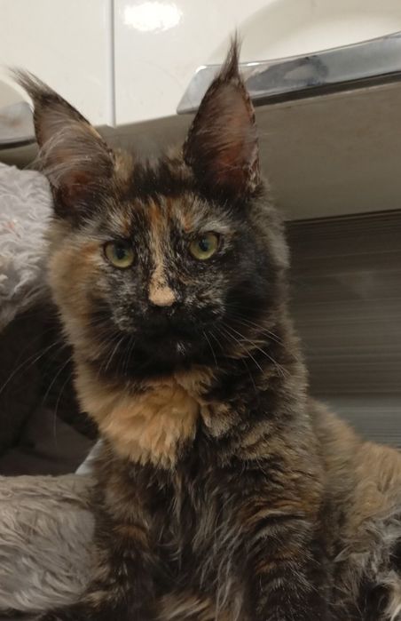 Гарна   дівчинка