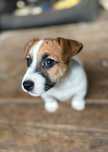 Jack Russell Terrier - krótkowłosy Ziomal