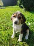 Beagle szczenieta