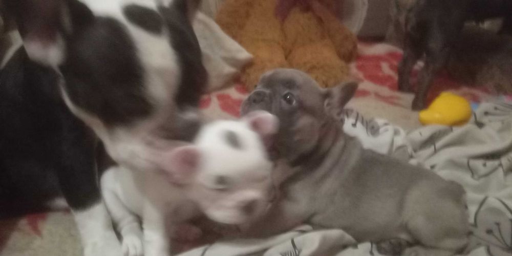Щенки ФранцузскогО БульдогА