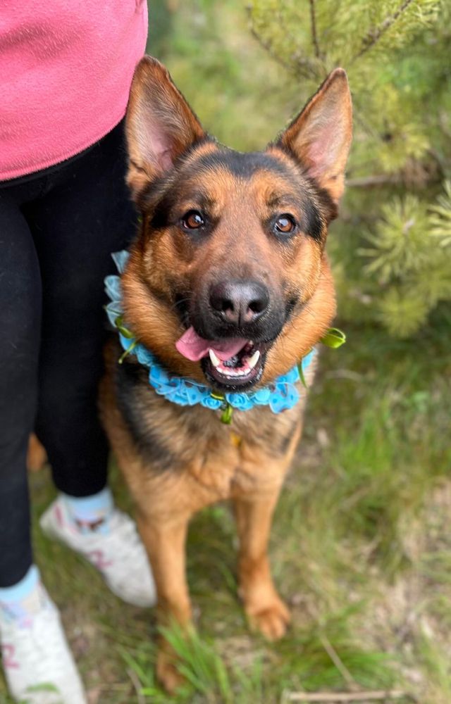 Vito w typie owczarka. Pies ideał do adopcji