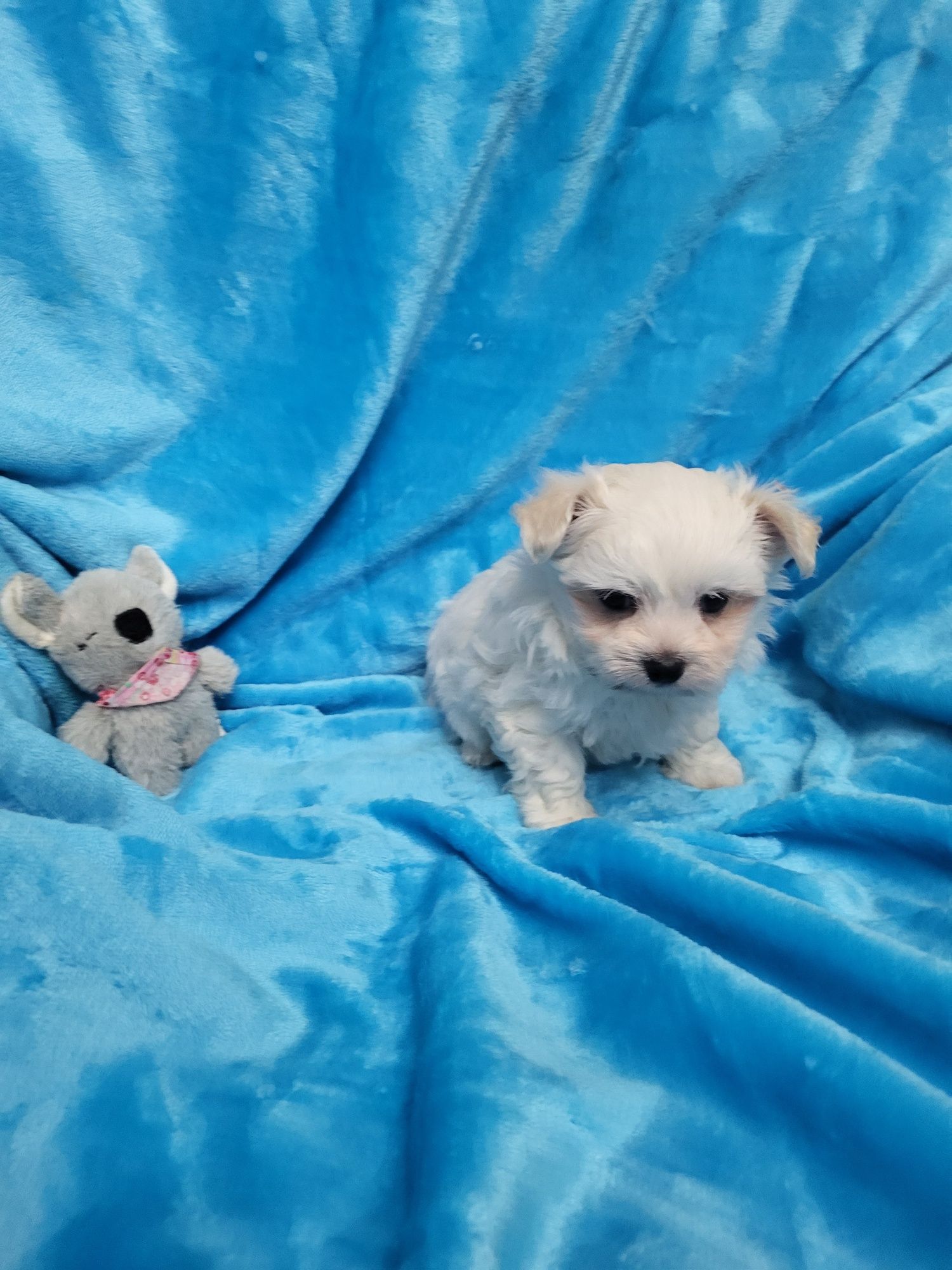 Bichon Maltês menino