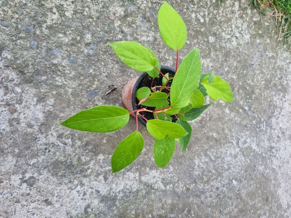 Актинідія запилювач Weiki. Актинідія чоловіча квітка