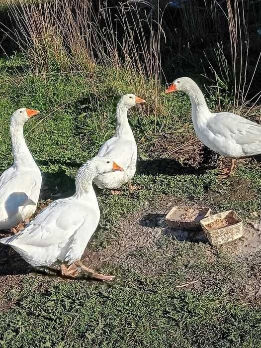 Tuszka Gesi Ekologicznej